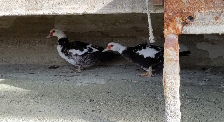 PACMA pide responsabilidades al Ayuntamiento de Ciudad Real por el abandono de los patos del Parque del Pilar