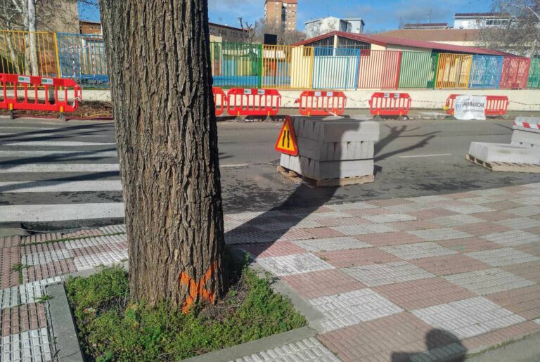El Ayuntamiento de Puertollano trasplantará o plantará nuevos árboles en la calle Socuéllamos con motivo de las obras