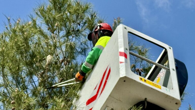 El Ayuntamiento de Ciudad Real intensifica el control de la procesionaria