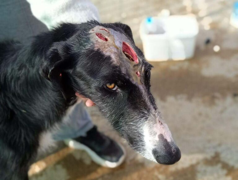 Puertollano: El aberrante suplicio del galgo Gasparín