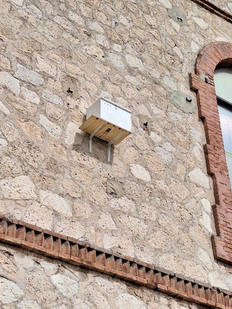 SEO Ciudad Real instala cajas nido para cernícalos primilla en Valdepeñas