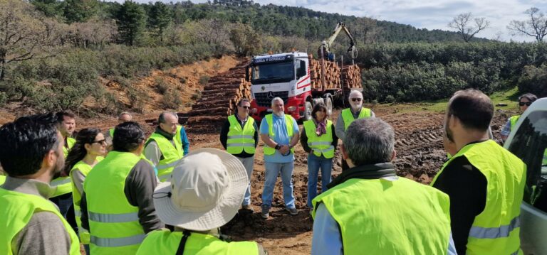 ‘La Garganta’, el monte público de Brazatortas que atesora casi 600 hectáreas de madera certificada
