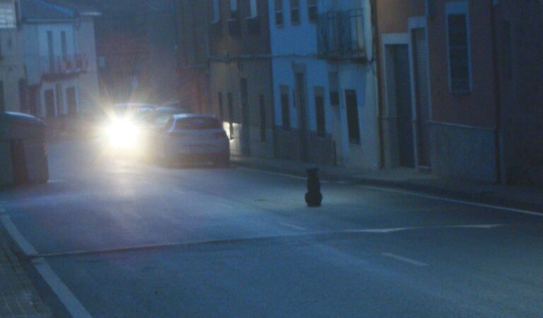 El Ayuntamiento socialista de Torre de Juan Abab no cumple sus obligaciones con los animales abandonados
