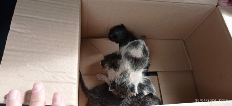 La Policía Local de Ciudad Real rescata a una camada de gatitos arrojada a un contenedor