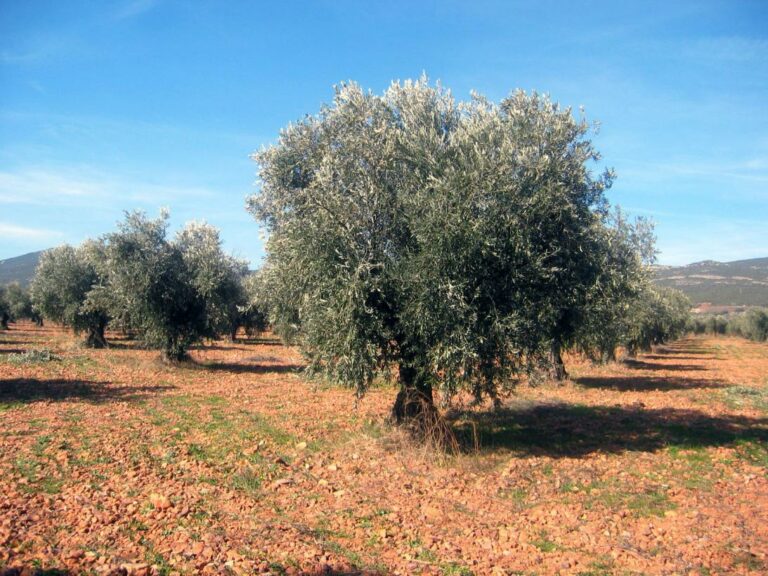 El Gobierno de Castilla-La Mancha publica hoy la convocatoria de ayudas para la contratación de seguros agrarios por 9,4 millones de euros