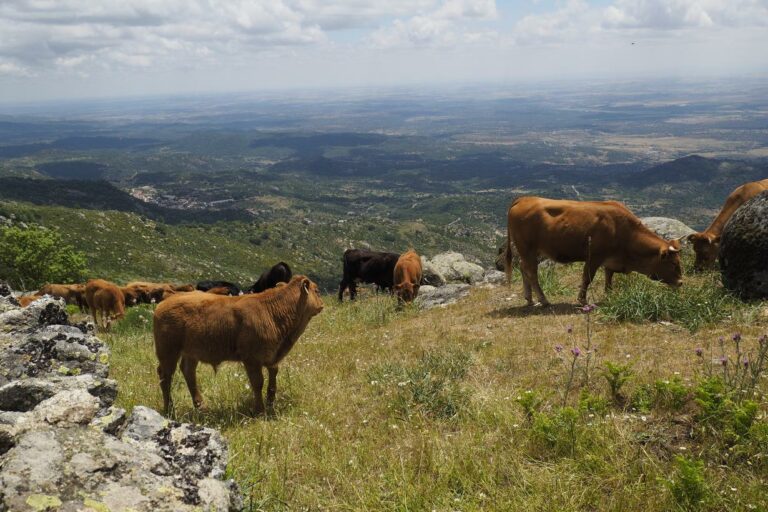 El Gobierno regional publica hoy la convocatoria de ayudas relativas a las indemnizaciones en zonas de montaña por 6,7 millones de euros