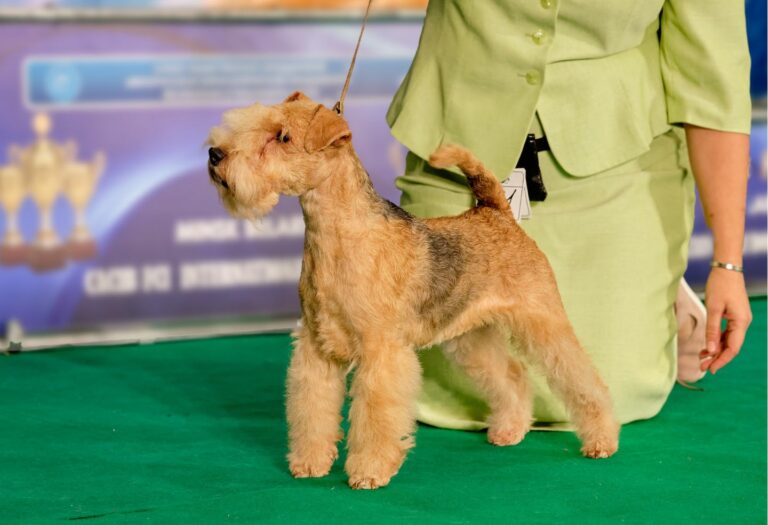 El pabellón IFEDI de Ciudad Real acoge este sábado una jornada nacional de estilismo canino