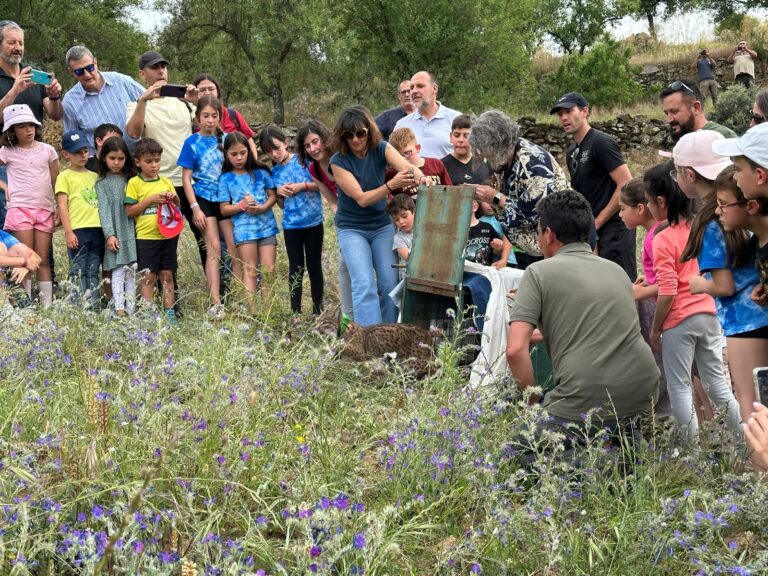 Castilla-La Mancha aglutina el 35 por ciento de linces ibéricos que habitan en la Península Ibérica