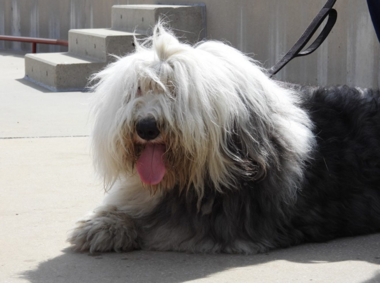 56 bellos animales participan en el I Concurso nacional canino Ciudad de Puertollano