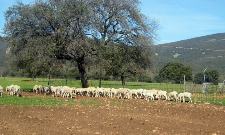El Gobierno de Castilla-La Mancha convoca la prórroga de las ayudas al bienestar animal en ovino y caprino