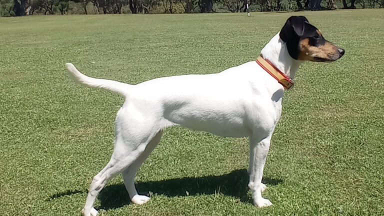 Ciudad Real homenajea al Ratonero Bodeguero Andaluz, la próxima raza canina en ser reconocida a nivel internacional y la número 14 en España