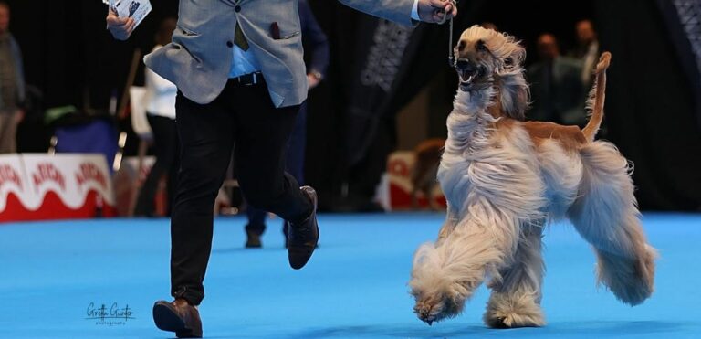 Más de 6.000 perros de 300 razas se reúnen este fin de semana en la expo internacional de la Real Sociedad Canina de España