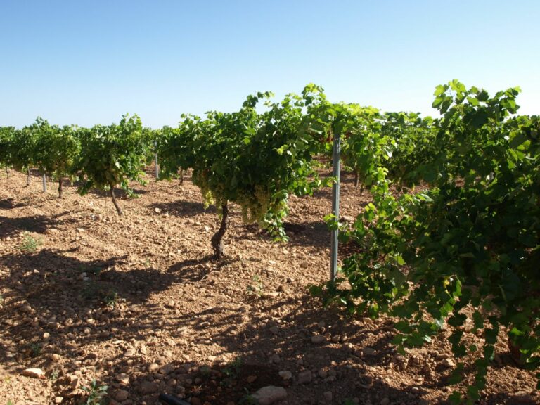 La Asociación de Industrias Vitivinícolas Europeas (AIVE) advierte de la “desilusión” del sector vitivinícola de Castilla-La Mancha