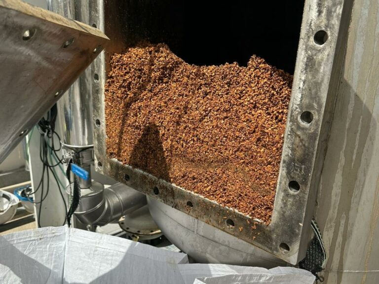 Investigadores de la Biorrefinería CLAMBER de Puertollano extraen a escala demostrativa antioxidantes de las nueces de Nerpio