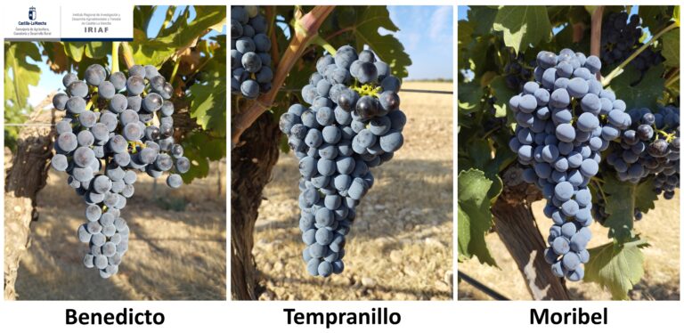 El Gobierno regional, a través del IVICAM, identifica variedades de vid alternativas a la Tempranillo para la adaptación al cambio climático