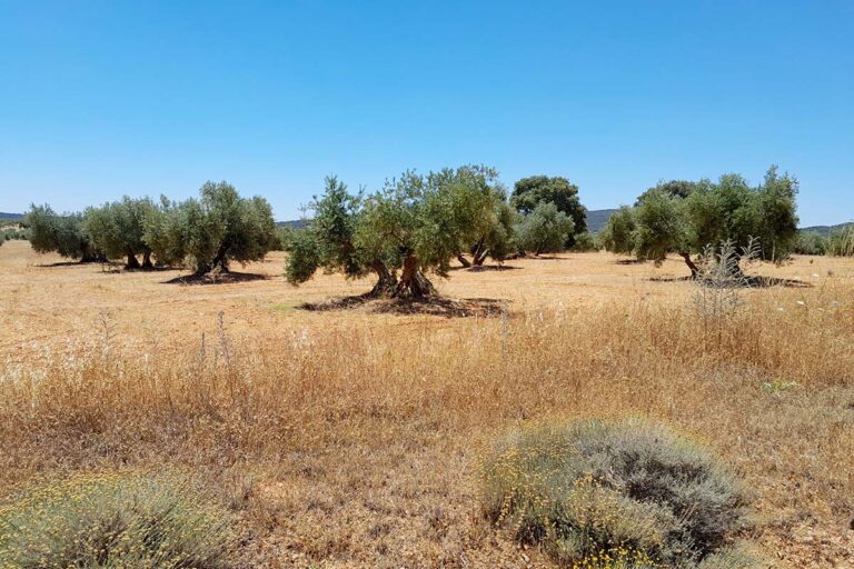 La Denominación de Origen Protegida (DOP) Aceite de Oliva Campo de Montiel se opone a la minería de tierras raras