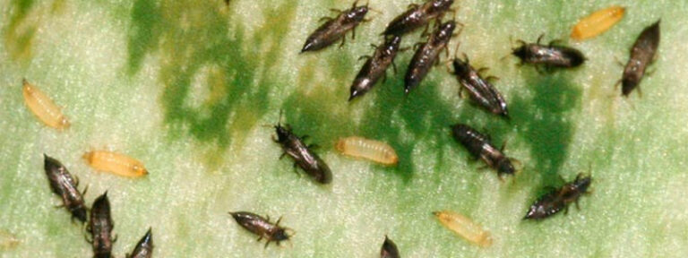 Daimiel y otros muchos municipios sufren una plaga de molestos bichitos