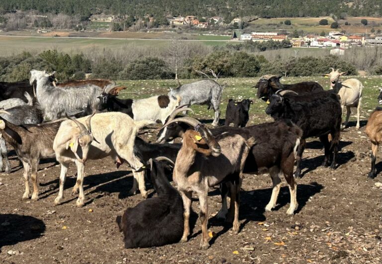 El Gobierno regional publica la orden de bases reguladoras para la concesión de ayudas a las Agrupaciones de Defensa Sanitaria Ganaderas