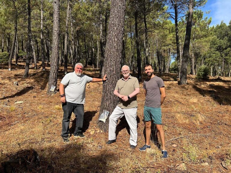 El aprovechamiento de resina impulsado por el Gobierno de Castilla-La Mancha deja 300 jornales este verano en la provincia de Ciudad Real