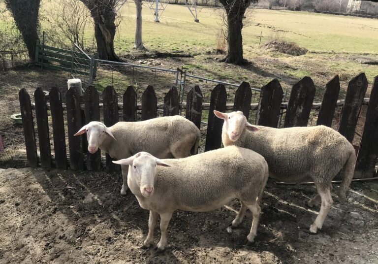 Asaja cree que «en los próximos días» se podrá dar solución a la lana de oveja acumulada por los ganaderos de C-LM