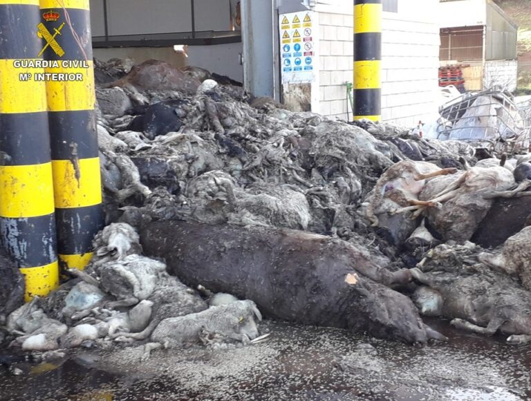 La planta de reciclaje de animales muertos de Puertollano, cerrada e investigada por muy graves irregularidades de riesgo catastrófico