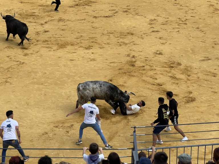 Cogidas en los encierros de Almodóvar del Campo: Un herido trasladado al Hospital de Puertollano