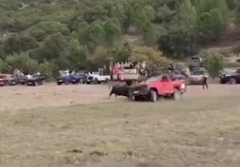 Animalistas condena el «brutal» atropello que mató a un toro durante un encierro en Tendilla (Guadalajara)