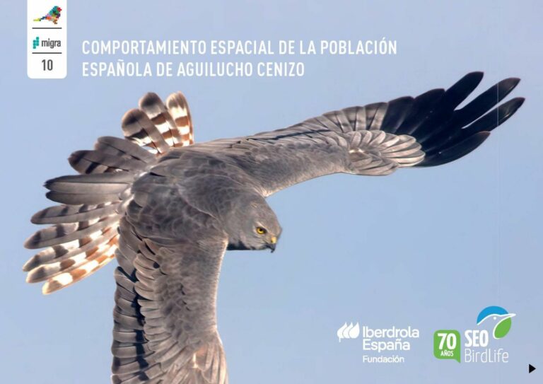 SEO/Birdlife descubre los viajes del agilucho cenizo en la nueva monografía de su programa Migra