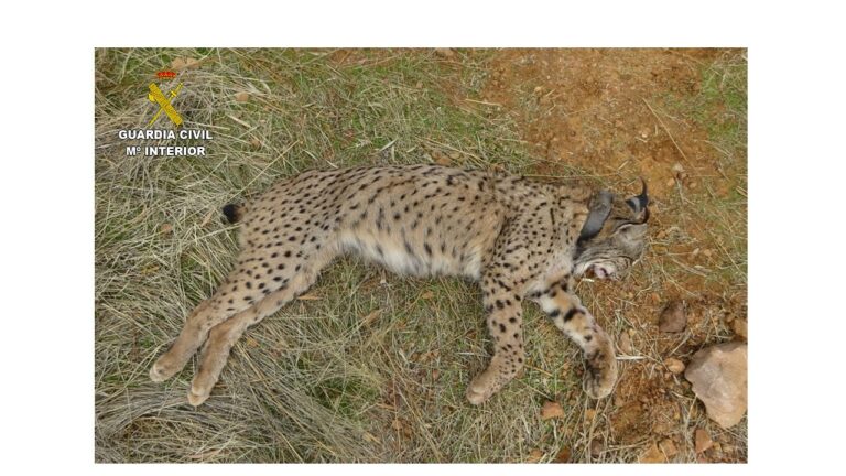 La Guardia Civil  investiga a un cazador por la muerte de un lince ibérico en Villamanrique