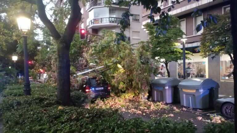 Puertollano: Cae un gran árbol sobre la calzada del Paseo de San Gregorio y deja atrapado a un coche