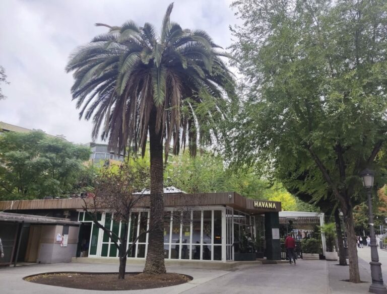 Alerta por plaga de gorgojos en las palmeras de Puertollano