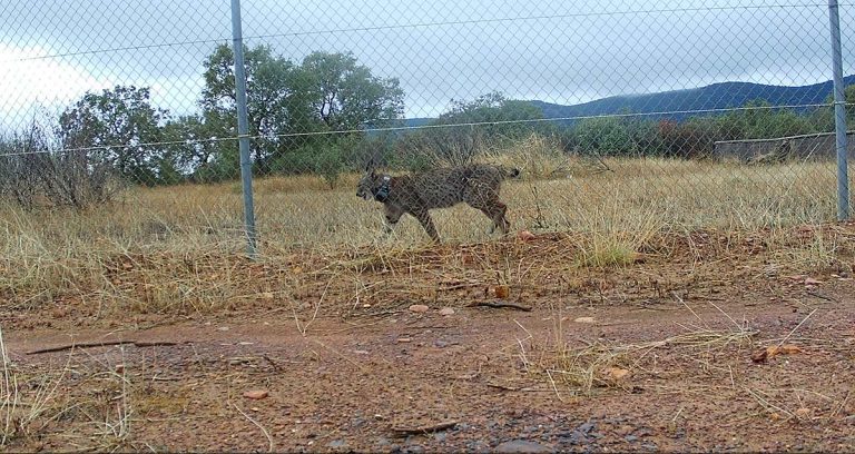 El Gobierno regional convierte la provincia de Ciudad Real en un territorio clave para el lince ibérico tras liberar 55 ejemplares desde 2014