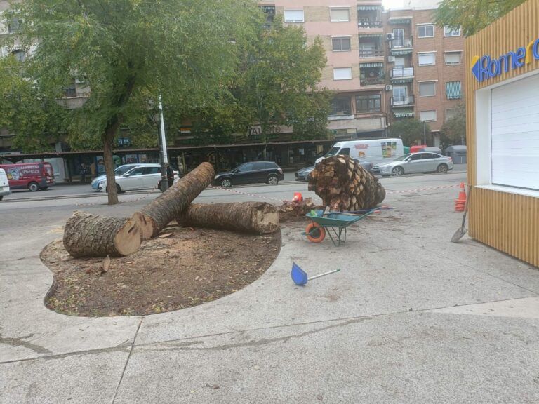 Puertollano: Cae la hermosa palmera del Paseo, junto a otras, víctima del picudo rojo