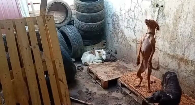 Puertollano: Ascienden a 78 los perros rescatados por la Guardia Civil en «zulos inmundos»