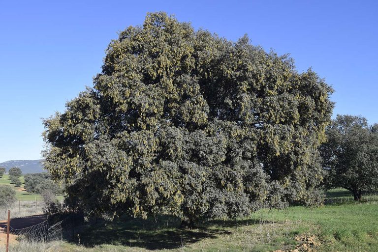 La encina acusa el calentamiento climático y florece en el mes de diciembre en la provincia de Ciudad Real