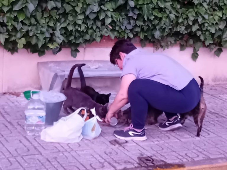 Carrión de Calatrava acogerá las II Jornadas Castellano-manchegas sobre Gestión de Colonias Felinas