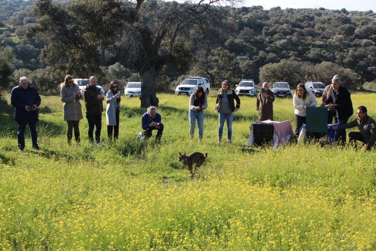 Castilla-La Mancha consolida la presencia estable del lince ibérico tras nacer cerca de 400 ejemplares en la región a lo largo de 2024