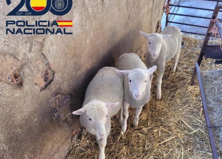 Operación Chuletilla en Puertollano: Detenidos unos ladrones de corderos que los vendían por Navidad