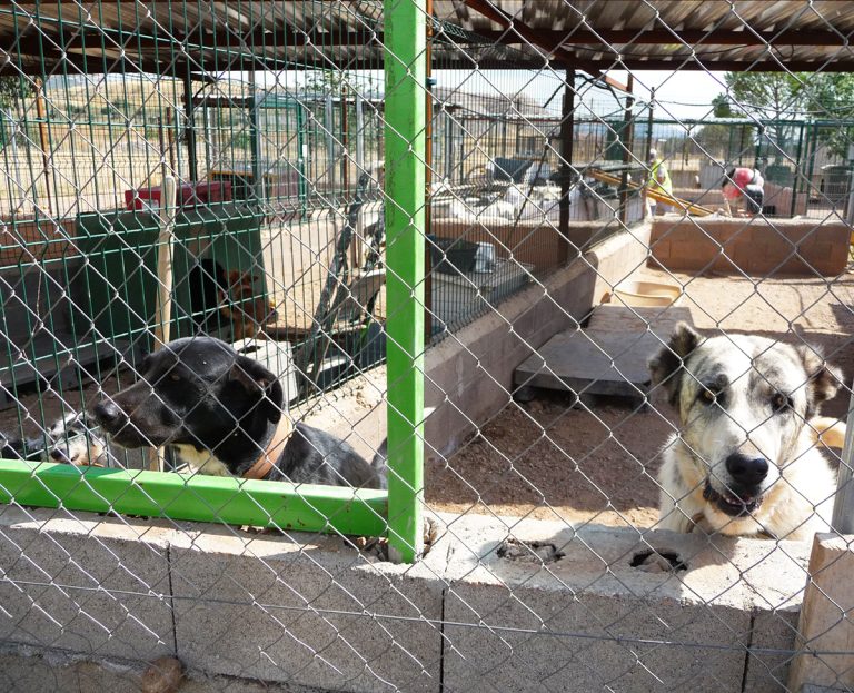 Puertollano: Multas de miles de euros por abandono, ladridos molestos o infracciones en la tenencia de mascotas