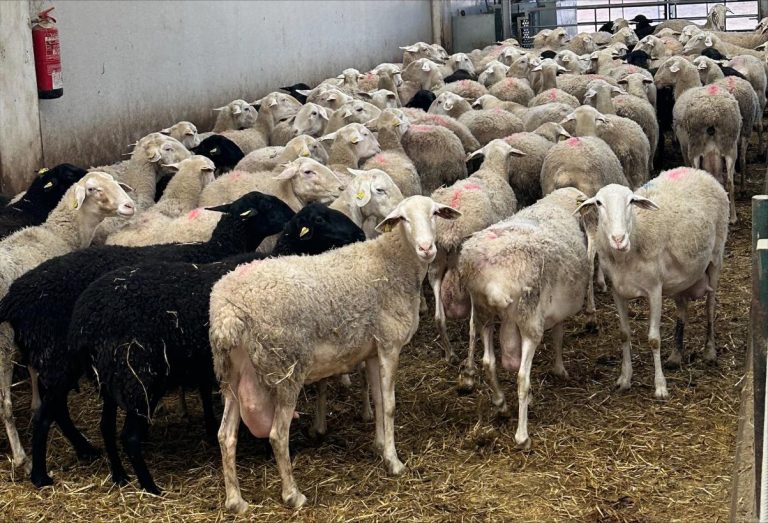 El Gobierno de Castilla-La Mancha autoriza la incorporación de la lana en el estiércol para su compostaje