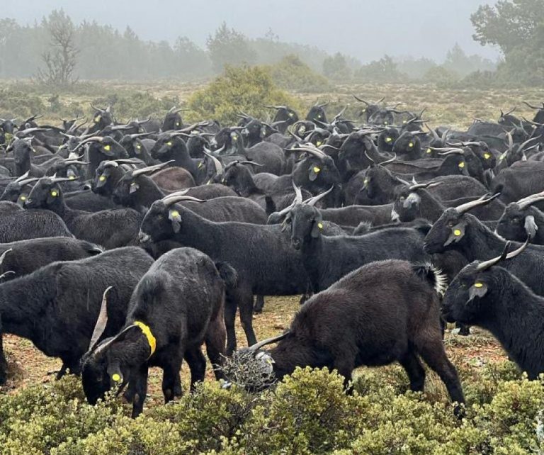 El Gobierno de Castilla-La Mancha convoca las subvenciones destinadas al fomento de las razas autóctonas españolas