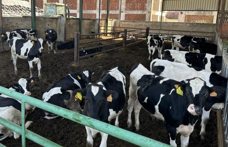El Gobierno regional destina 300.000 euros a las ayudas para el control del rendimiento lechero en Castilla-La Mancha