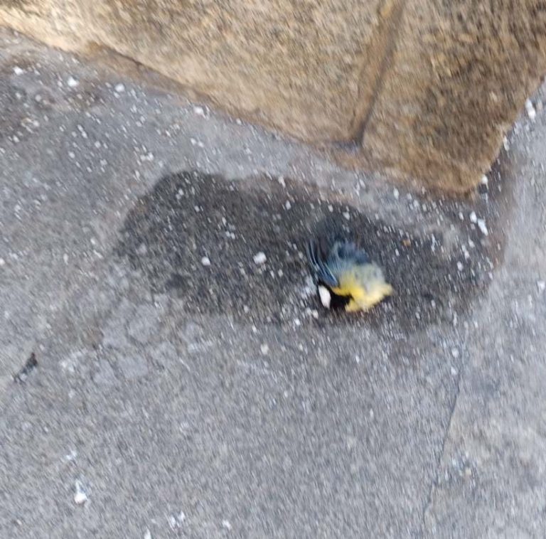 Puertollano se queda pajarito a más de cinco grados bajo cero