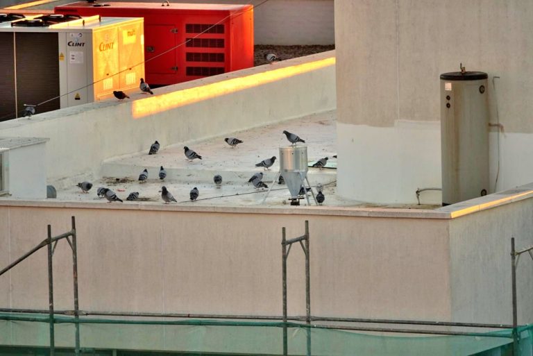 Puertollano continuará con el control de la población de palomas mediante esterilización