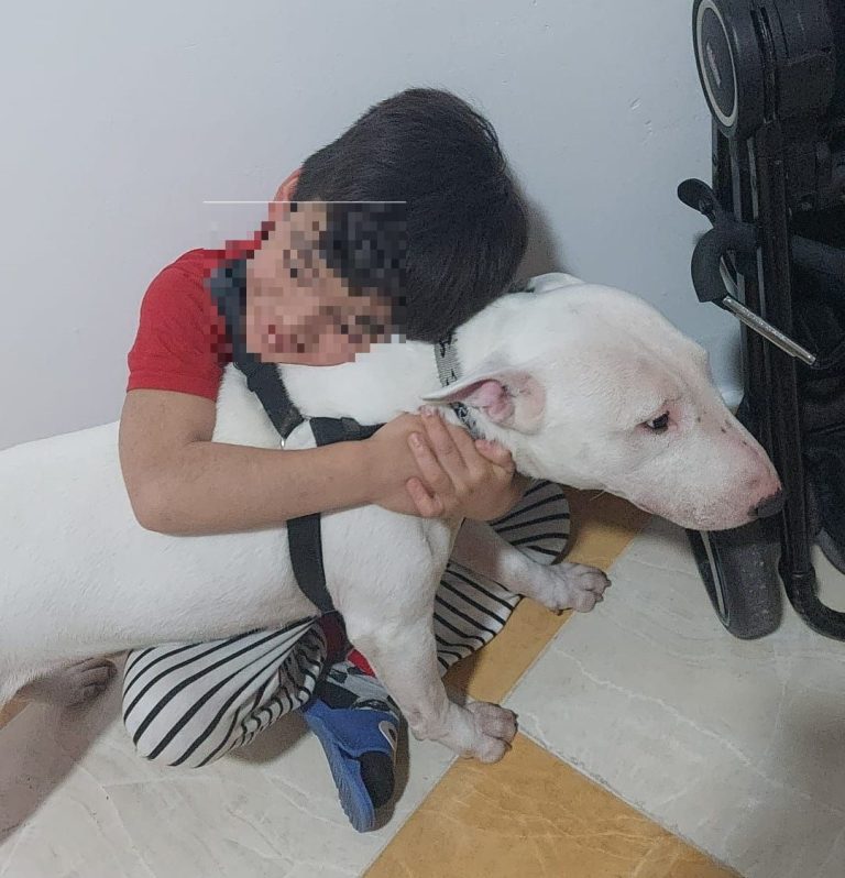 Recuperado el perro perdido que ayuda a un niño con necesidades especiales en Puertollano