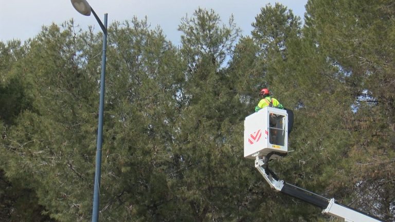 El Ayuntamiento de Ciudad Real lanza un mensaje de tranquilidad ante la procesionaria del pino