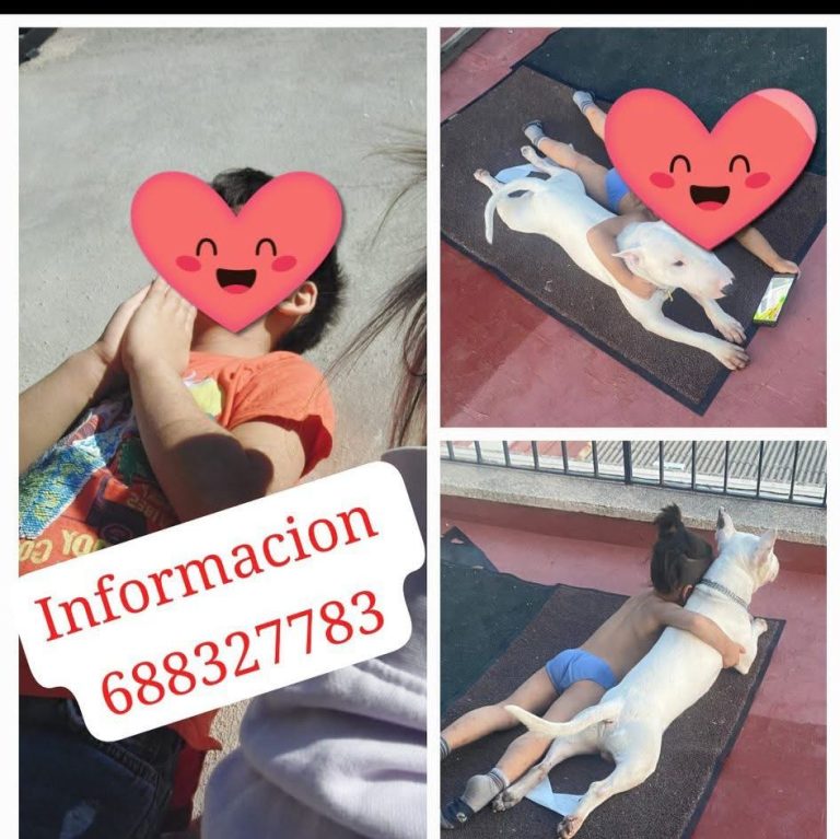 Puertollano: Piden ayuda para localizar a un perro fundamental en el desarrollo de un niño con necesidades especiales