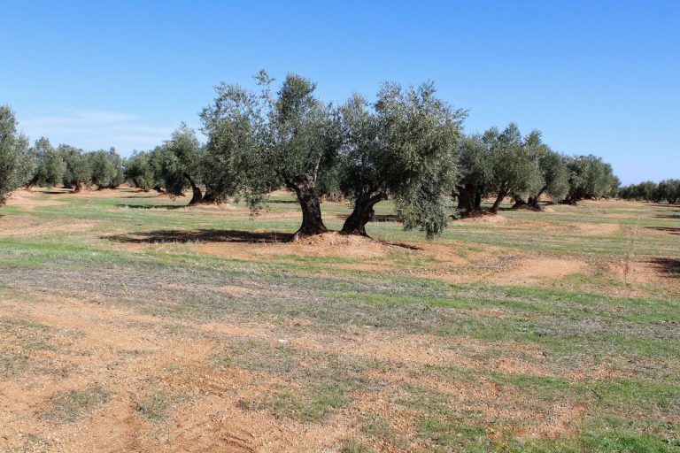 ‘Sí a la Tierra Viva’ reclama al Ejecutivo de Castilla-La Mancha «firmeza, valentía y contundencia» contra la minería de tierras raras en Ciudad Real