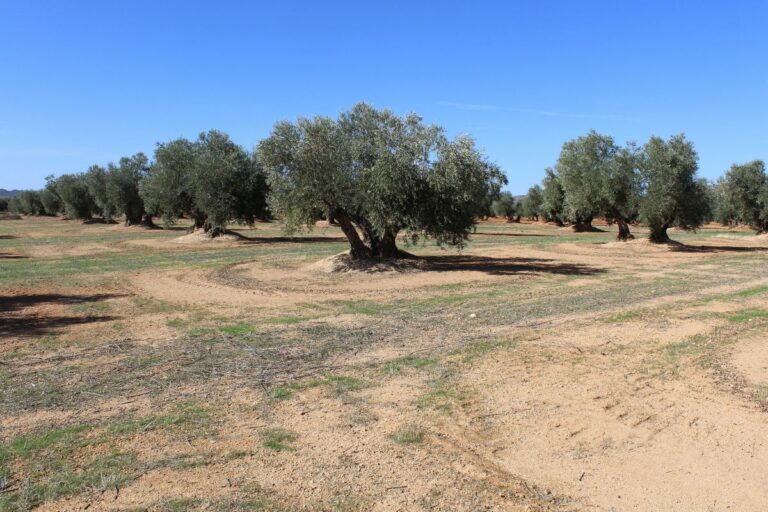 El plan «especulativo» de Quantum Minería se queda fuera de la lista de proyectos estratégicos de la UE, según «Sí a la Tierra Viva»