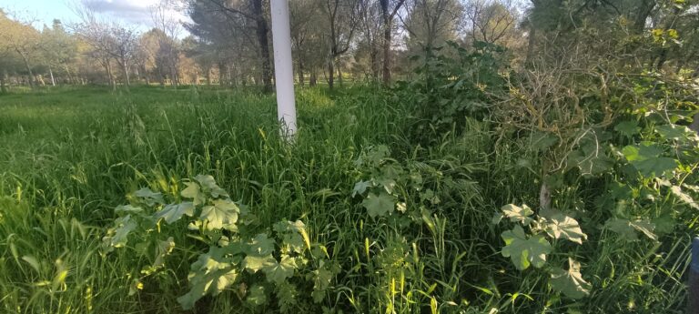 «La selva se lo come»: Vecinos de Puertollano piden el desbroce urgente del parque Pozo Norte